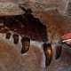 Illustration for article titled A Chat With the Paleontologist Who Unearthed The World's Biggest T-Rex